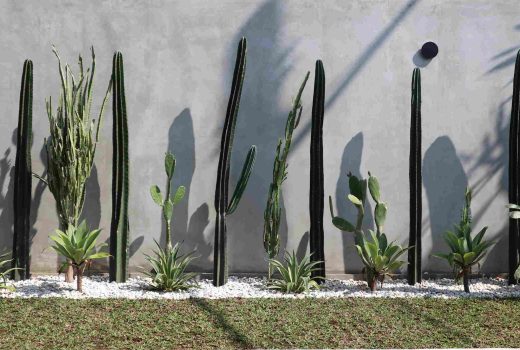 Landscape service for cactus garden maintenance